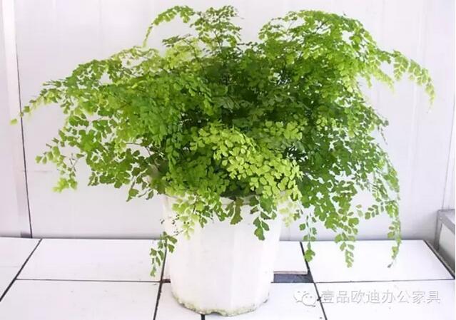 輕松解決辦公室內(nèi)各種污染！