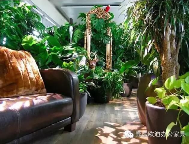 為什么辦公室里一定要養(yǎng)植物？-壹品歐迪辦公家具